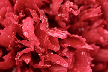 red peonies close-up background. beautiful flower background texture. garden after the rain, soft focus