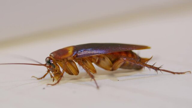 Close-up of brown cockroach on the floor,