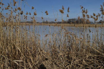 Obraz premium Reeds near the river.