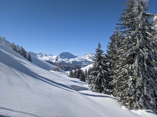  freshly snow-covered trees in a beautiful winter landscape with mountains in the background. Picture in Glarus Switzerland. Wallpaper. Big tree with a lot of snow