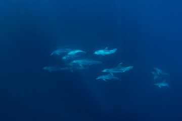 Fototapeta na wymiar Bottlenose dolphins swimming in the Indian ocean. Dolphins in the herd. Snorkeling with marine mammals.
