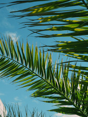 Close-up of palm leaves, tropical banners, background for design