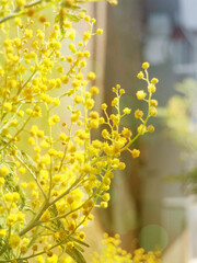 Banner Bright Yellow Mimosa Flowers