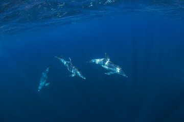 Fototapeta premium Bottlenose dolphins swimming in the Indian ocean. Dolphins in the herd. Snorkeling with marine mammals.