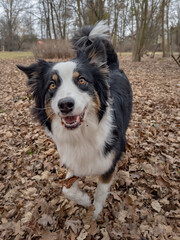 Australian Shepherd Dog playing at spring park. Happy Aussie walks at outdoors sunny day.