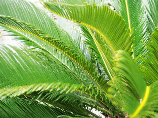 Close-up of palm leaves, tropical banners, background for design