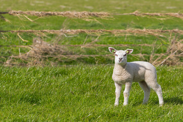 Obraz premium Young sheep lamp in a meadow