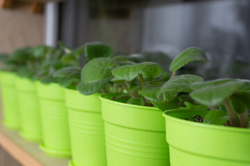 Flowers in pots on the windowsill
