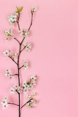 Blooming cherry branches on a pink background with a copy space. Spring Concert
