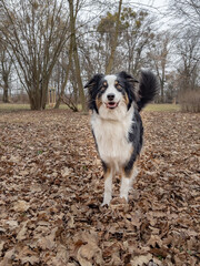Australian Shepherd Dog playing at spring park. Happy Aussie walks at outdoors sunny day.