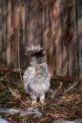 A fluffy grey country cat.