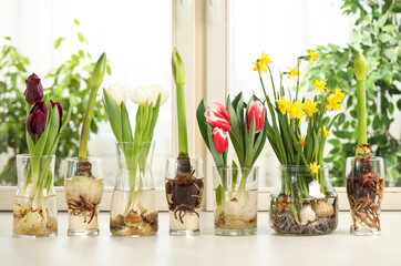Different beautiful spring flowers in glassware on window sill