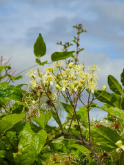 Obraz premium Bright delicate wild flowers on a delicate stem with green leaves