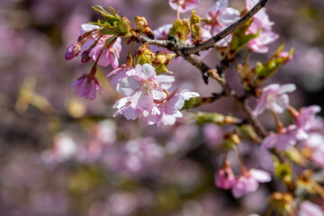 北陸に花開く　河津桜