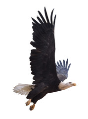 Eagle flying isolated at white
