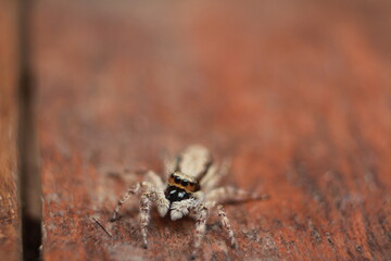 Jumping spider on a leaf