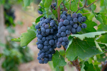harvest of blue grapes. fields vineyards ripen grapes for wine