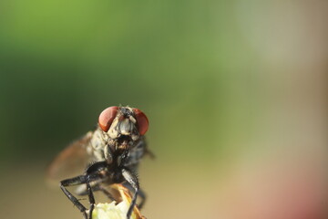 fly on leaf