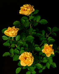 Four yellow roses and green foliage on a black background