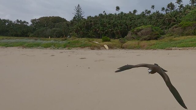 Juvenile Sooty Tern flies  up to the camera while on a Ned&rsquo;s Beach Lord Howe Island