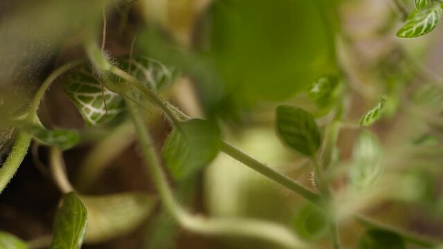 Leaf anatomy lusture rack focus macro closeup