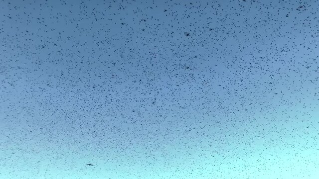 Locust swarm flying across the sky, plague in Africa 60fps slo-mo