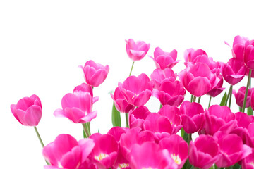 Blossoming red tulips on a white background. Convenient for cutting and collage. Isolated background.