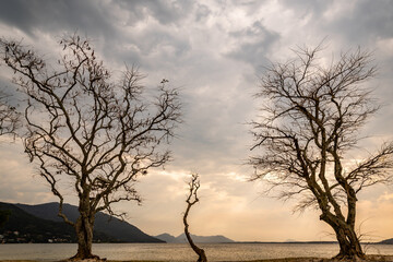Three dry trees by the lake with cloudy sky and mountains on the horizon