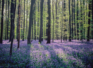 Fototapeta na wymiar Blooming bluebells hyacinth carpet in Hallerbos forest near Brussels Belgium