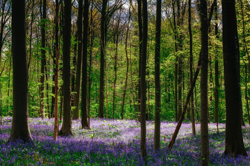 Blooming bluebells hyacinth carpet in Hallerbos forest near Brussels Belgium