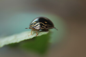 state potato beetle