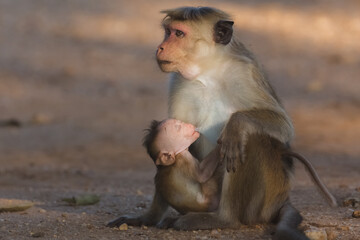 Tender maternal scene in nature of a caring mother toque macaque (Macaca sinica) old world monkey breastfeeding her baby at Udawalawe National Park, Sri Lanka.