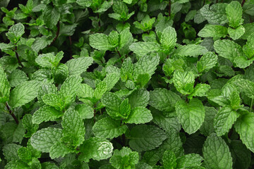 Mint leaves. Natural background, wallpaper. Concept of garden, plants, herb, fresh and refresh