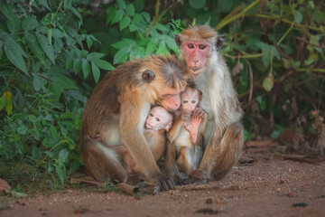 Naklejka premium A family of toque macaques (Macaca sinica), old world monkeys, with two protective parents protecting their frightened young in Udawalawe National Park, Sri Lanka.