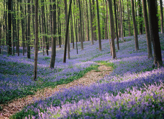 Fototapeta na wymiar Blooming bluebells hyacinth carpet in Hallerbos forest near Brussels Belgium