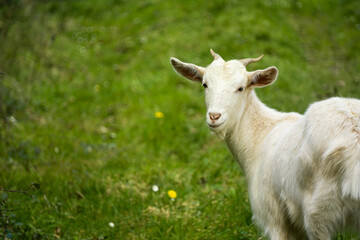 Fototapeta premium White goat with horns, looking directly, with green grass in the background. Wildlife, animals