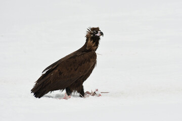 The Eagles of Snowy field in South Korea