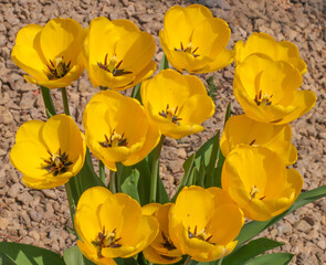 Fototapeta premium tulipes jaunes 