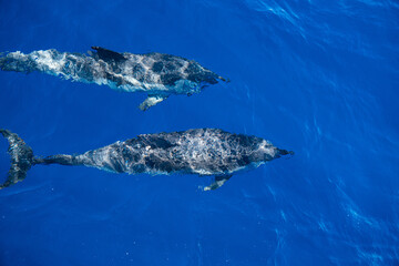 Delfine vor Neapel © Hardi