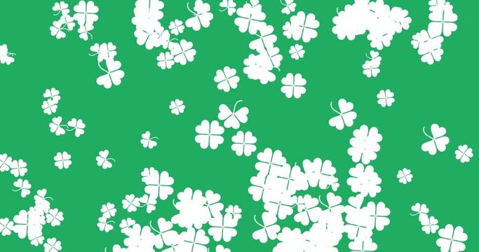 St. Patrick's Day clover flying animation. Four-leafed and three-leafed clover. White clover leaves on a green background. Horizontal composition, 4k video quality