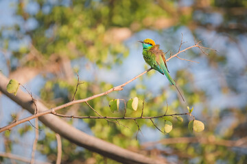 Wildlife portrait of a colourful Green bee-eater (Merops orientalis) tropical bird perched on a tree branch in the jungle of Udawalawe National Park, Sri Lanka.