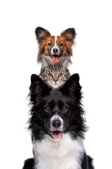Portrait of two dogs and one cat piled up vertically