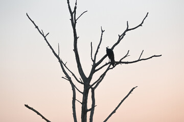 Silhouette of a male peacock perched on a dry dead tree branch at sunrise or sunset in Udawalawe National Park, Sri Lanka.