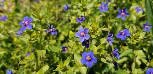 Nature, Mountains, Culture, Followers of Kashmir Pakistan