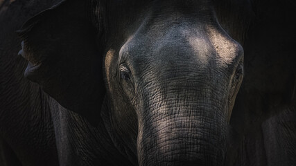Close-up moody portrait with dramatic light and shadow showing texture and detail of a Sri Lankan elephant (Elephas maximus maximus) trunk in the jungle of Udawalawe National Park, Sri Lanka. © Stephen