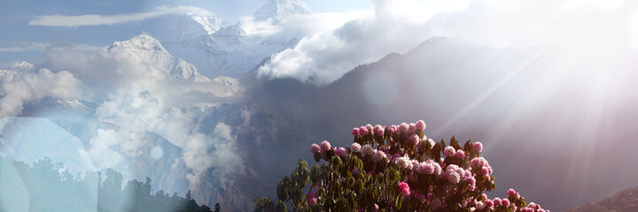 Spectacular views of the snow-white peaks of the Himalayas with a lush blooming pink rhododendron in the light morning haze. Rhododendron is the symbol of Nepal