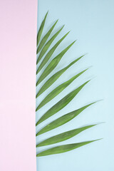 Leaf of a tropical plant on a pastel purple and blue background with a creative copy space. Flat lay minimal arrangement.