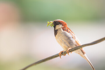 Close-up wildlife portrait of a small male house sparrow (Passer domesticus) bird on a wire with a mouthful of green worms in Sri Lanka.