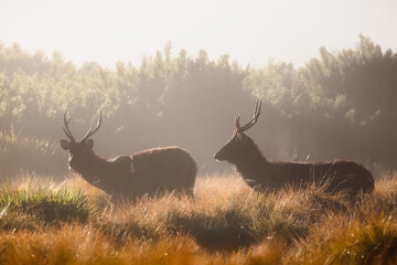Golden morning misty light behind a silhouette of two Sambar Deer (Rusa unicolor) in the countryside landscape of Horton Plains National Park in the central highlands of Sri Lanka.