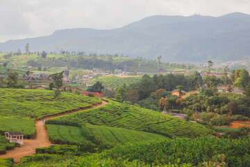 Landscape countryside view of Sri Lankan hill country, tea plantations and Nuwara Eliya village, Sri Lanka.